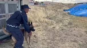 Saman yığınından uyuşturucu çıktı: Narkotik köpeği böyle buldu