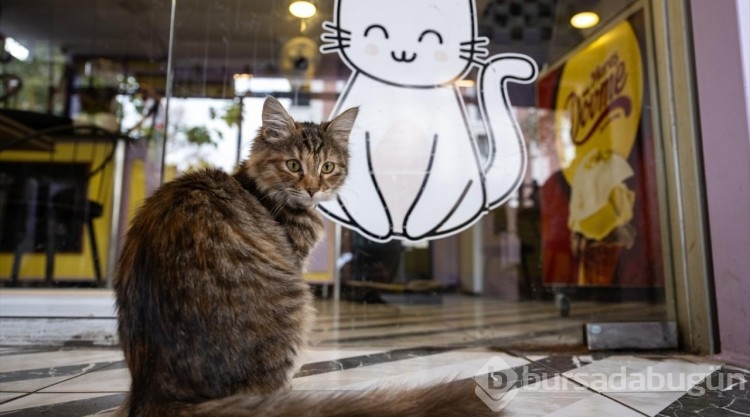 Ankara'nın ilk "kedi" konseptli kafesine müşterilerden yoğun ilgi