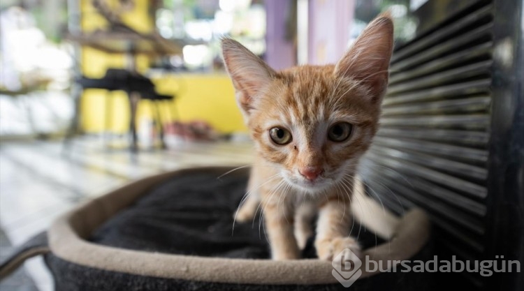 Ankara'nın ilk "kedi" konseptli kafesine müşterilerden yoğun ilgi