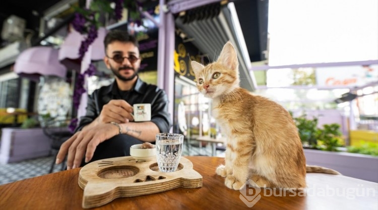 Ankara'nın ilk "kedi" konseptli kafesine müşterilerden yoğun ilgi