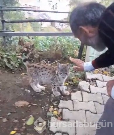 Doğal ortamına bırakıldı, köye geri döndü!