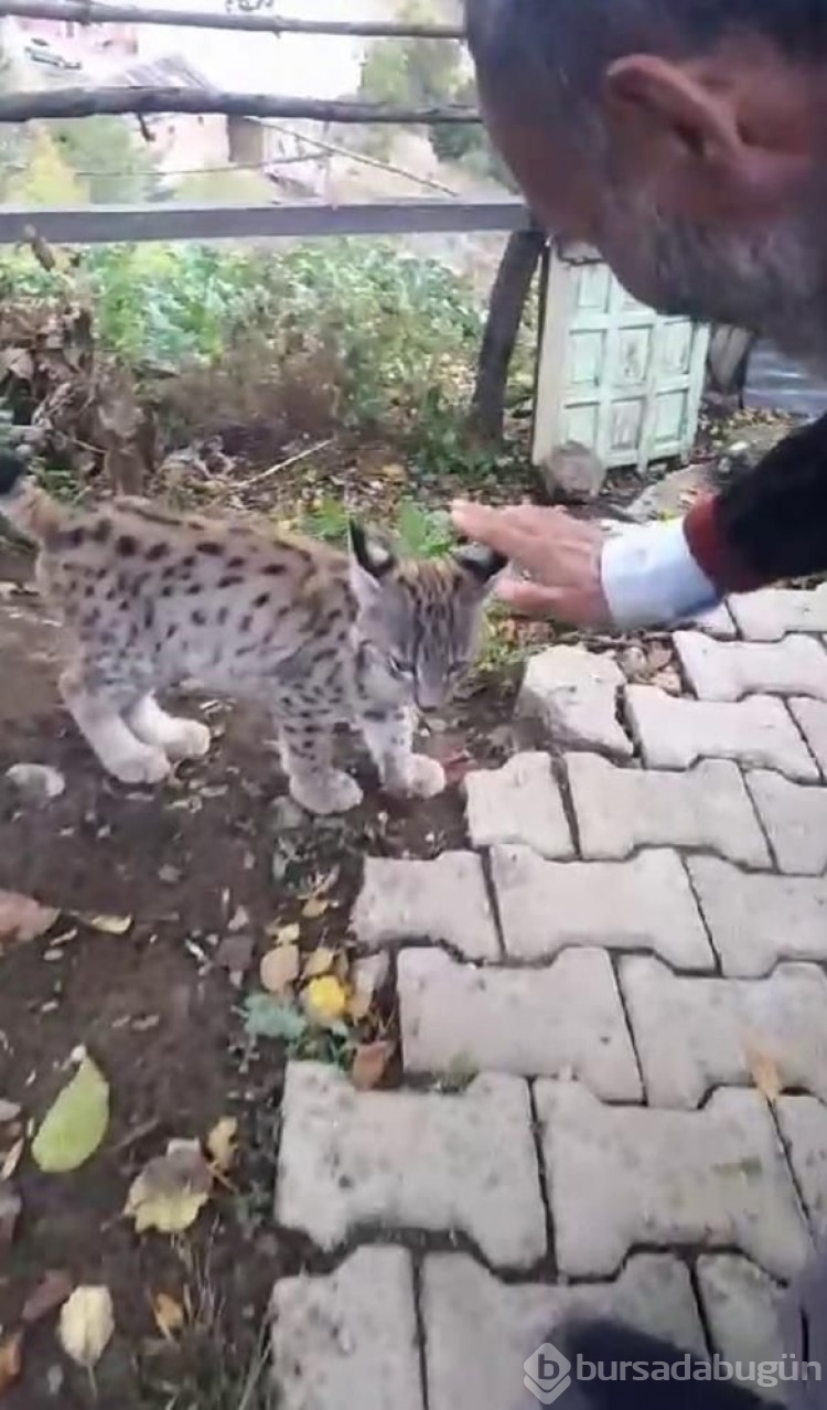 Doğal ortamına bırakıldı, köye geri döndü!