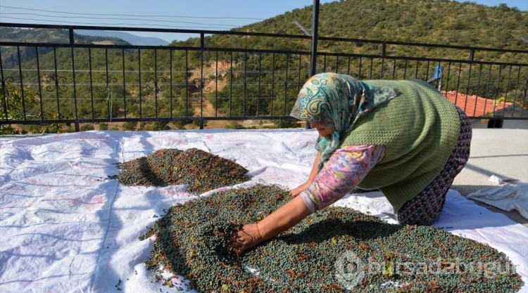 Manisa'da çitlembik hasadı başladı