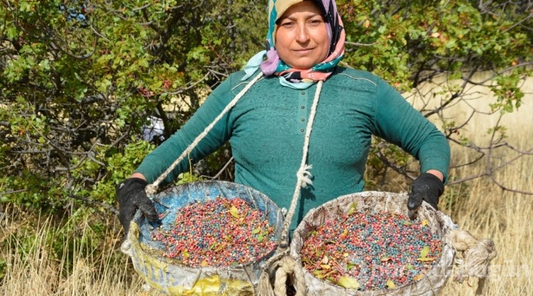 Manisa'da çitlembik hasadı başladı