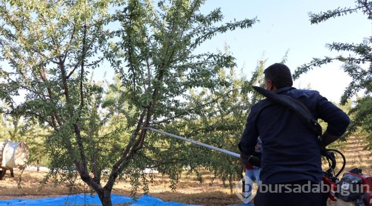 Elazığ'da 472 bin ağaçta badem hasadı başladı
