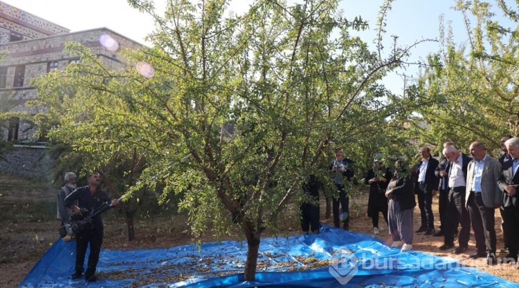 Elazığ'da 472 bin ağaçta badem hasadı başladı
