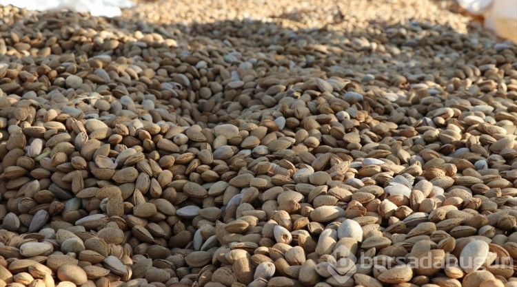 Elazığ'da 472 bin ağaçta badem hasadı başladı
