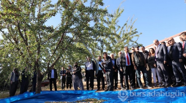 Elazığ'da 472 bin ağaçta badem hasadı başladı
