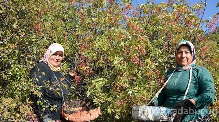 Yılın ilk hasadı! Kadınlara gelir kapısı oldu