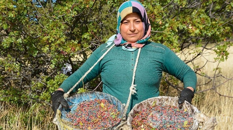 Yılın ilk hasadı! Kadınlara gelir kapısı oldu