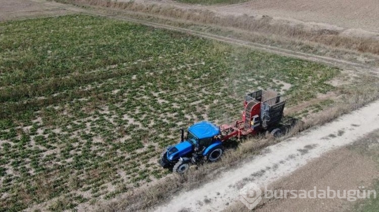 Çiftçiler büyük zararda! Ürünler tarlada kaldı