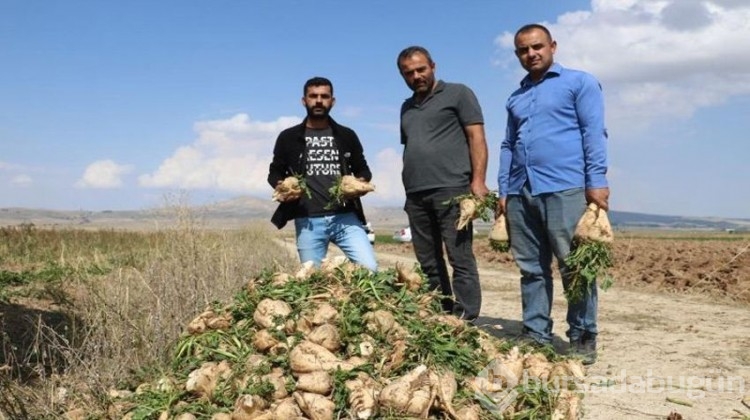Çiftçiler büyük zararda! Ürünler tarlada kaldı