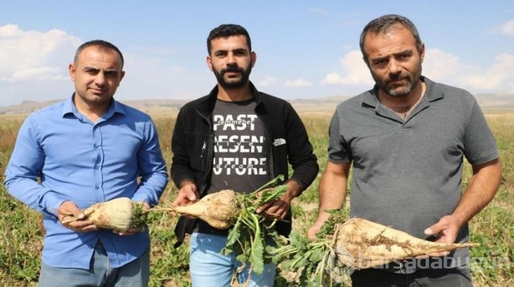 Çiftçiler büyük zararda! Ürünler tarlada kaldı