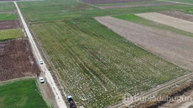 Çiftçiler büyük zararda! Ürünler tarlada kaldı