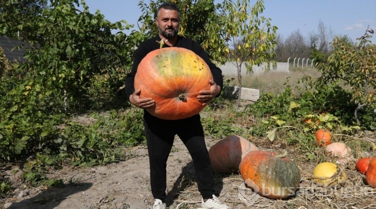 Mahalle muhtarı bahçesinde 40 kilogramlık bal kabağı yetiştirdi
