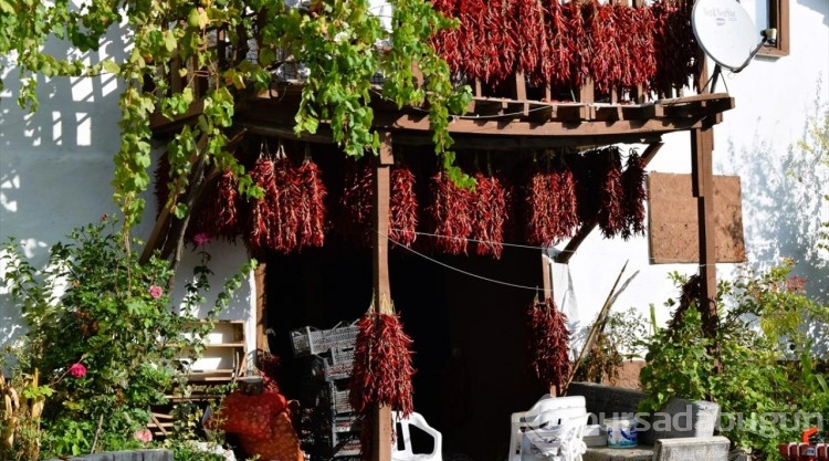 Tescilli 'Çukurören biberi'nde kurutma mesaisi köyü adeta kırmızıya boyuyor