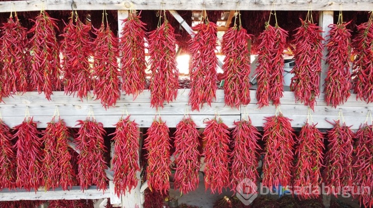 Tescilli 'Çukurören biberi'nde kurutma mesaisi köyü adeta kırmızıya boyuyor