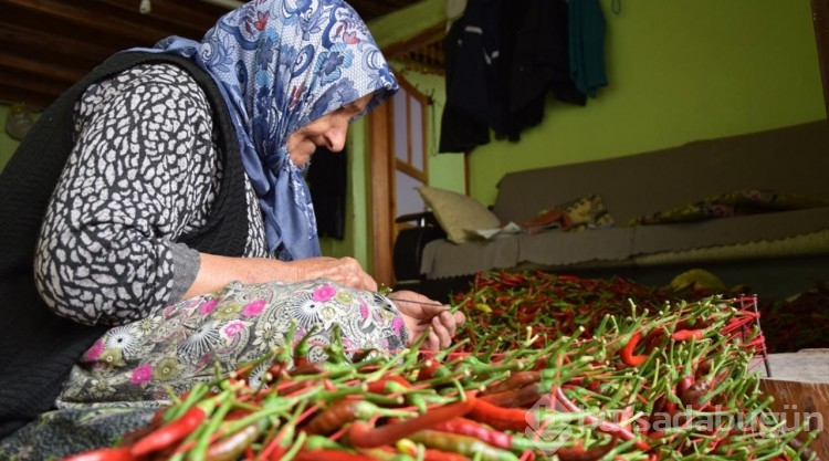 Tescilli 'Çukurören biberi'nde kurutma mesaisi köyü adeta kırmızıya boyuyor