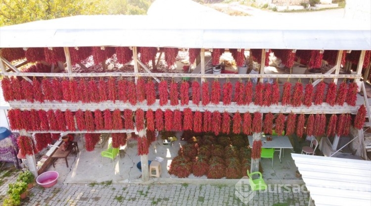 Tescilli 'Çukurören biberi'nde kurutma mesaisi köyü adeta kırmızıya boyuyor