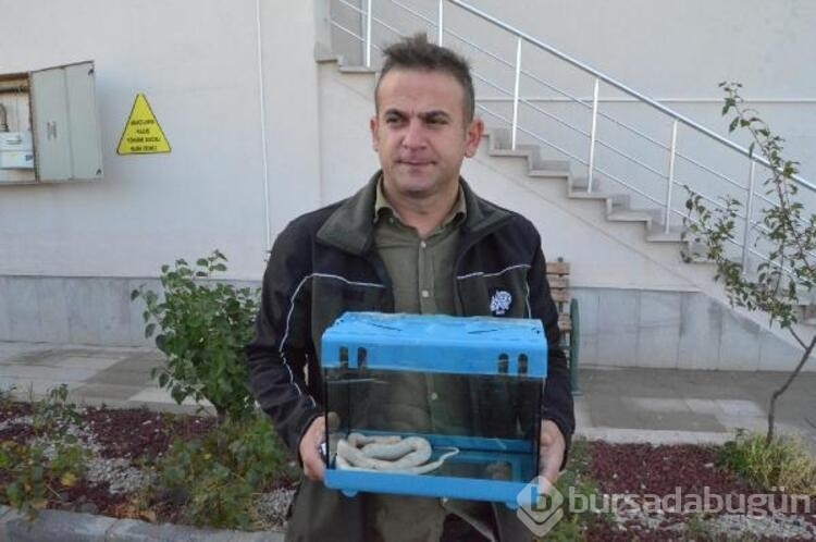 Mısır yılanı ve tarantulayı satmak isterken yakalandı