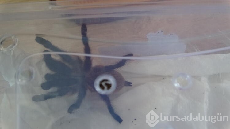Mısır yılanı ve tarantulayı satmak isterken yakalandı