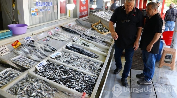 Tekirdağ'da ağlara takılan lüfer tezgahlarda yerini aldı
