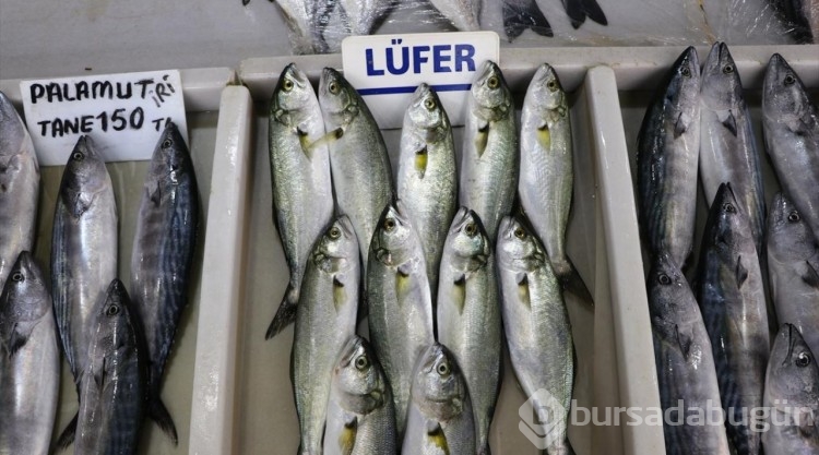 Tekirdağ'da ağlara takılan lüfer tezgahlarda yerini aldı
