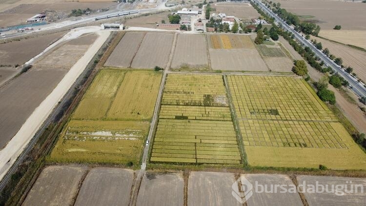 Trakya Tarımsal Araştırma Enstitüsü'nde, 99 yılda 195 farklı tohum geliştirildi