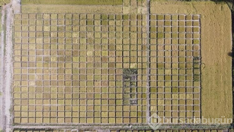 Trakya Tarımsal Araştırma Enstitüsü'nde, 99 yılda 195 farklı tohum geliştirildi