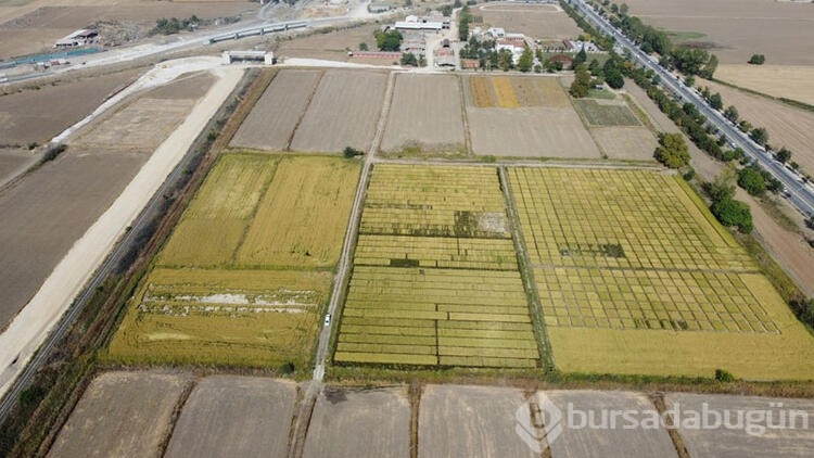 Trakya Tarımsal Araştırma Enstitüsü'nde, 99 yılda 195 farklı tohum geliştirildi