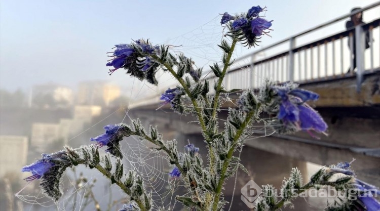 Ardahan'da sis ve buzlanma oluştu, Kars'ın yükseklerine kar yağdı
