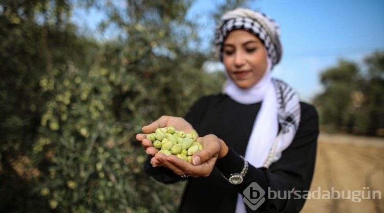 Gazze'de zeytin hasadı
