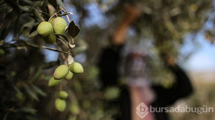 Gazze'de zeytin hasadı
