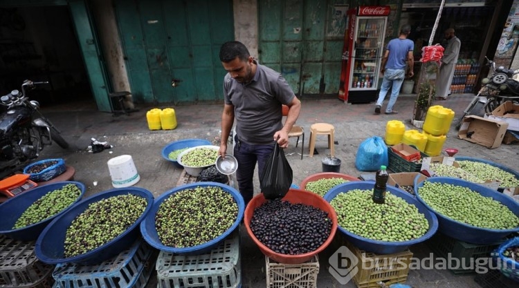 Gazze'de zeytin hasadı
