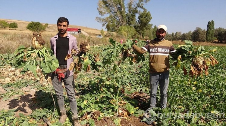 Yozgat'ta rekor hasat!