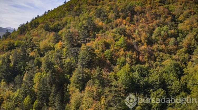 Ilgaz Dağı'nda sonbahar renkleri hakim olmaya başladı
