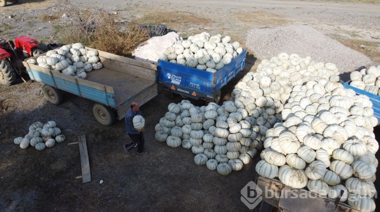 Bilecikli kestane kabağı üreticileri baraj sayesinde 17 yıldır iyi verim alıyor
