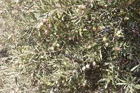 Mersin'de zeytin hırsızlığı artıyor, üreticiler bahçelerde nöbet tutuyor