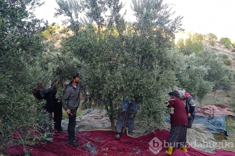 Mersin'de zeytin hırsızlığı artıyor, üreticiler bahçelerde nöbet tutuyor