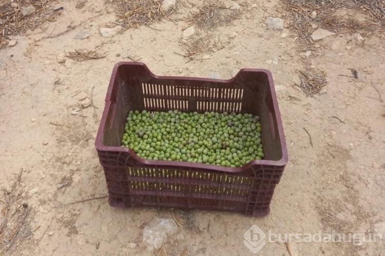Mersin'de zeytin hırsızlığı artıyor, üreticiler bahçelerde nöbet tutuyor