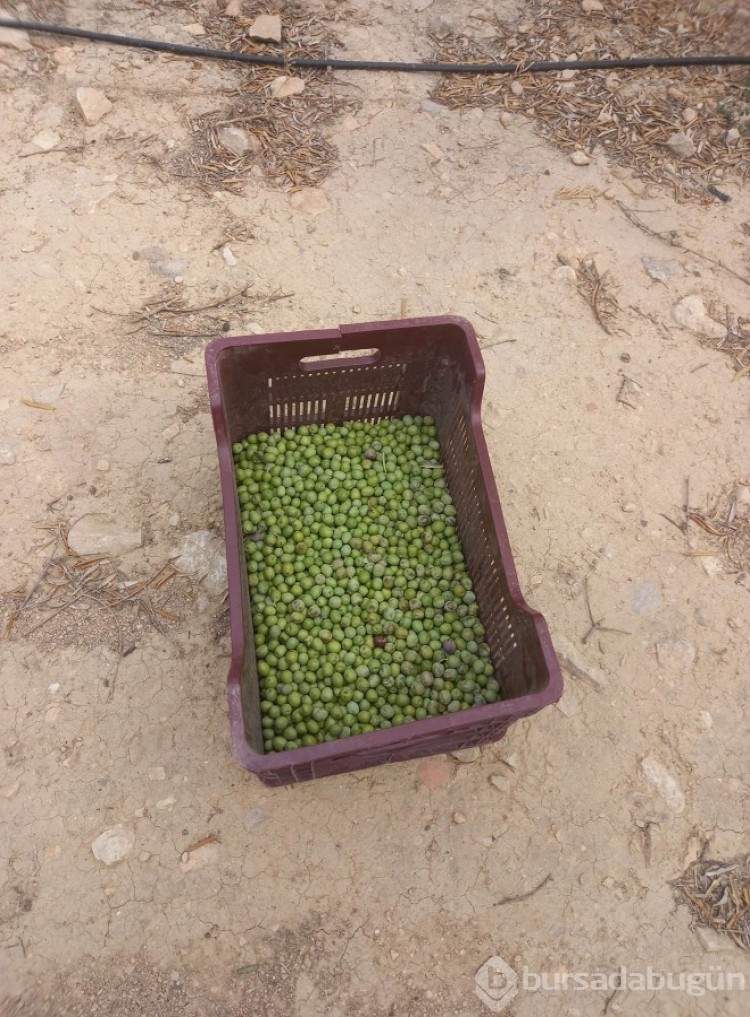 Mersin'de zeytin hırsızlığı artıyor, üreticiler bahçelerde nöbet tutuyor