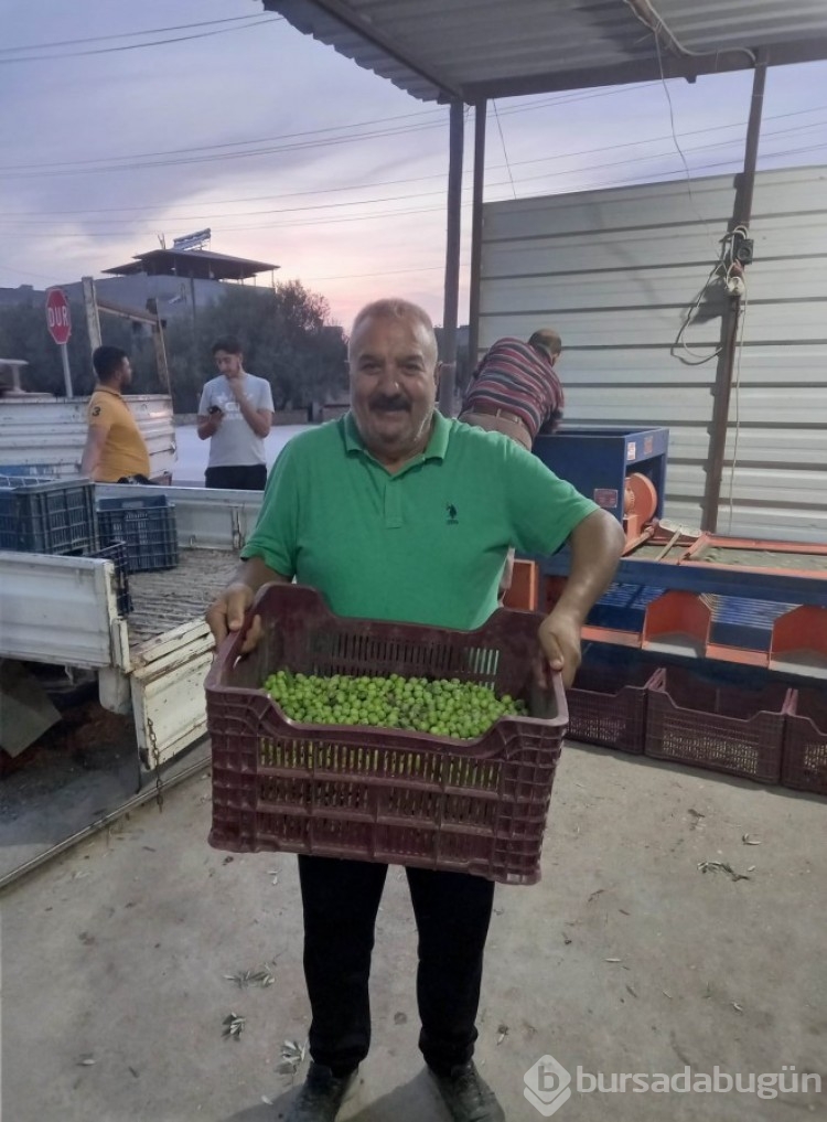 Mersin'de zeytin hırsızlığı artıyor, üreticiler bahçelerde nöbet tutuyor