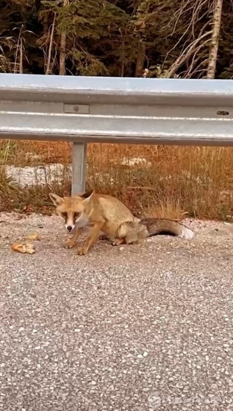 Uludağ'da tilki ve ayı ailesi görüntülendi