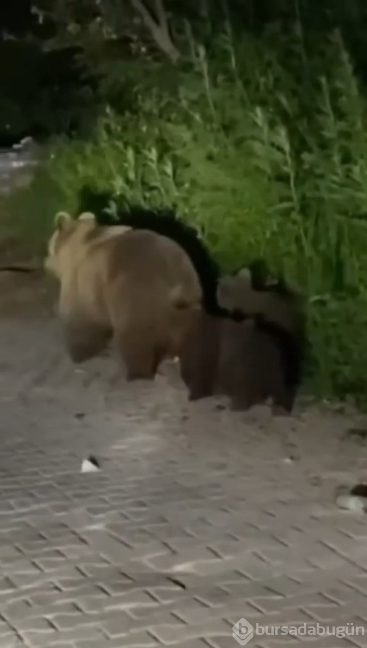 Uludağ'da tilki ve ayı ailesi görüntülendi