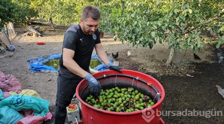 Balıkesir'de ceviz hasadı başladı