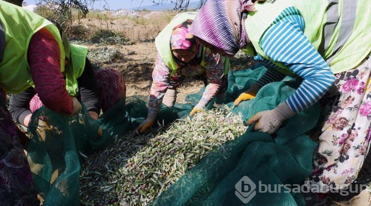 Edremit'te belediyeye ait zeytinliklerden 30 ton yağ üretimi hedefleniyor