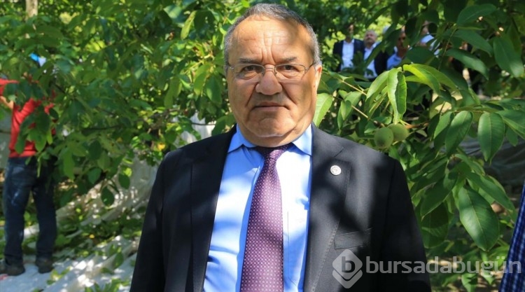 Coğrafi işaretli Kavaklıdere cevizinde hasat başladı
