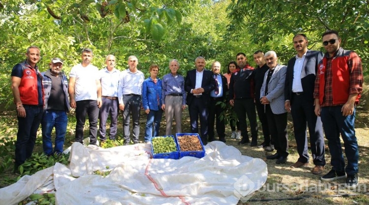 Coğrafi işaretli Kavaklıdere cevizinde hasat başladı
