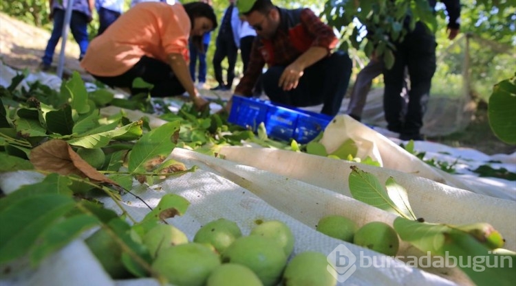 Coğrafi işaretli Kavaklıdere cevizinde hasat başladı
