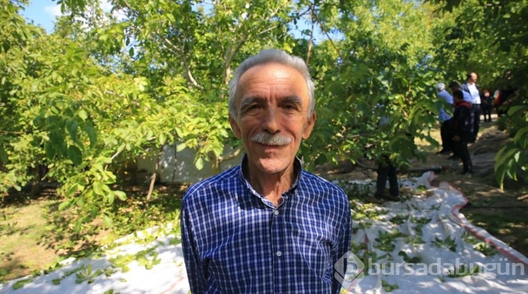 Coğrafi işaretli Kavaklıdere cevizinde hasat başladı
